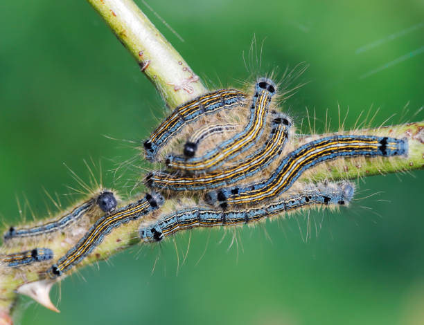 chenilles processionnaires dans la nature